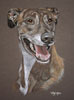 short haired brindle lurcher - Dillon