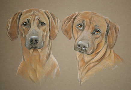 pastel portrait of ridgebacks - Zak and Kayla