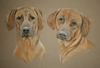 pastel portrait of ridgebacks - Zak and Kayla