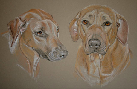 pastel portrait of two ridgebacks - kiera and zena