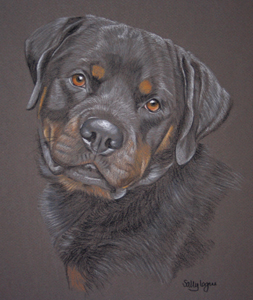 rottweiler - chelsie's portrait