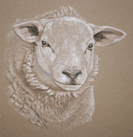 texel sheep portrait in pastel