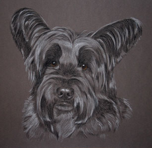 pastel portrait of skye terrier - Buster