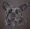 skye terrier portrait