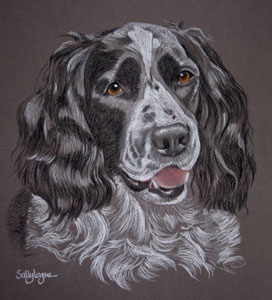 Black and white Springer Spaniel Portrait - Blue