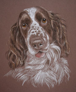 pastel portrait of springer spaniel donna