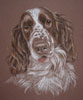 pastel portrait of springer spaniel donna