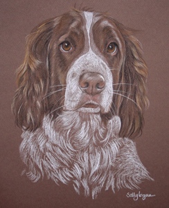 Springer Spaniel Portrait - Stormy Snipe