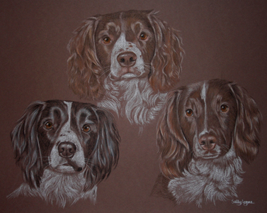 group portrait - three springer spaniels, Orka Gizmo and Jaffa