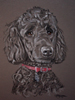 standard poodle portrait, Milo