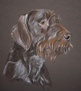 pastel portrait of Scruffy, german wirehaired pointer