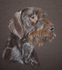 german wirehaired pointer - Scruffy