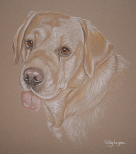 yellow lab portrait - Shandy