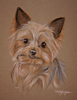 yorkshire terrier portrait - Hugo