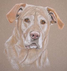 Luna - Yellow Labrador