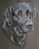 black labrador portrait  freddie