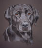 black lab portrait  - Harry