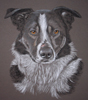 Bert - border collie portrait