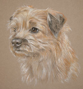 Border terrier portrait - Tara