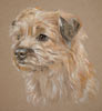 border terrier portrait Tara