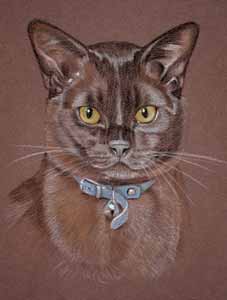 chocolate burmese cat - Mandrake