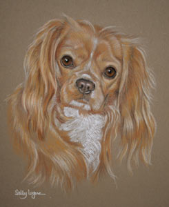 cavalier king charles spaniel - J- Lo's Portrait