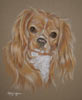 cavalier king charles spaniel portrait - J-Lo