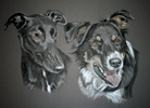 pastel portrait of lurcher and border collie