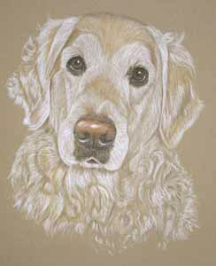 portrait of Abbey, Golden Retriever