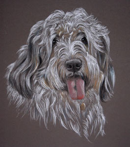 grand bassett griffon vendeen - Ralph's portrait