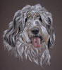 grand basset griffon vendeen