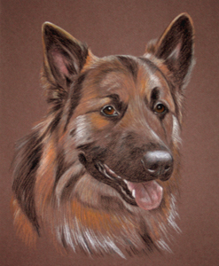 german shepherd dog - Max