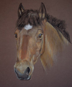 Ebbw Loss - Bay Welsh Cob Portrait