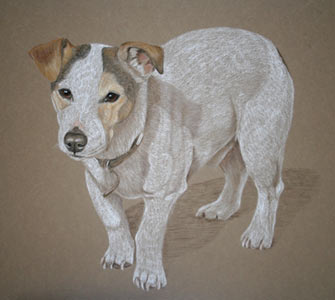 pastel portrait of Storeman - jack rueesell, full body jack russell portrait