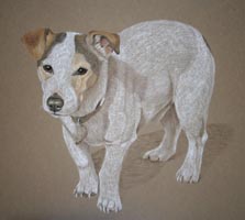 pastel portrait of jack russel in standing  pose - Storeman