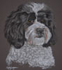 lhasa apso poodle cross