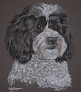 Daska's portrait - lhasa apso poodle cross