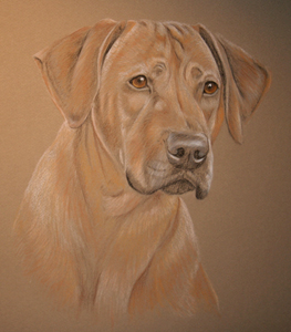 Maddie - ridgeback portrait