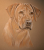 ridgeback portrait - Maddie