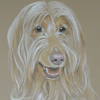 afghan hound portrait