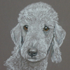 bedlington terrier portrait
