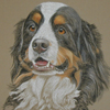 bernese mountain dog portrait