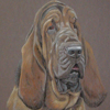 bloodhound portrait