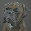 boxer portrait