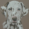 chocolate dalmation portrait