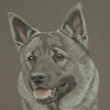 elkhound portrait