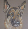 german shepherd dog portrait