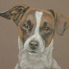 short haired jack russell portrait