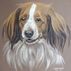 dutch kooiker dog portrait