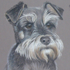 miniature schnauzer portrait